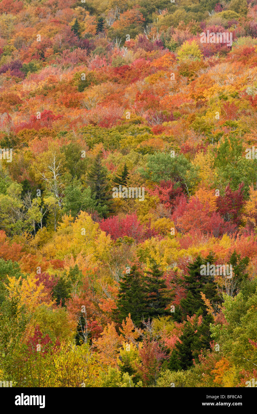 Herbstfarben in den White Mountains in New Hampshire Stockfoto