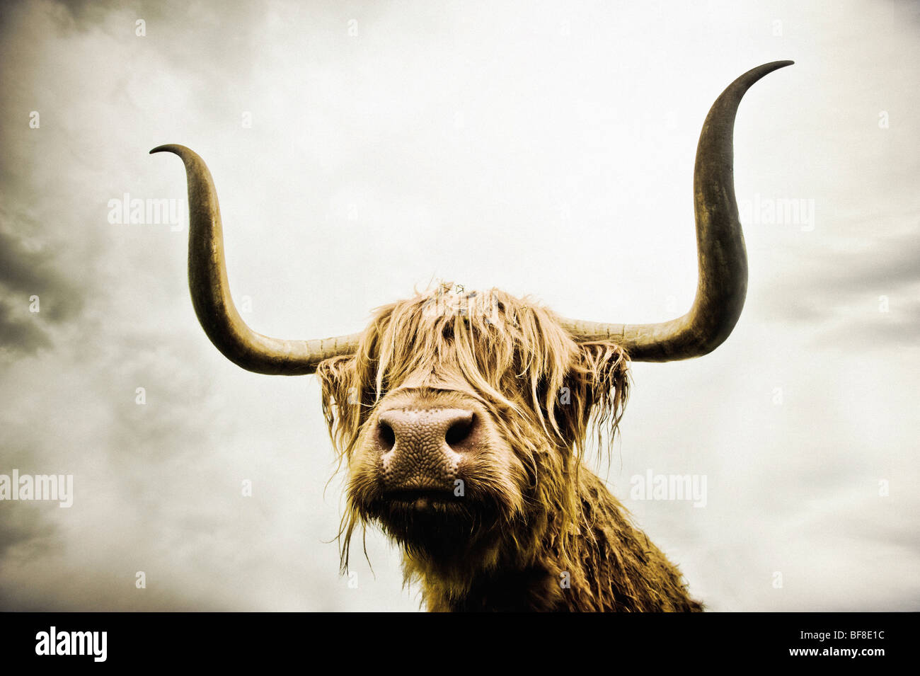 Nahaufnahme des Kopfes einer Highland Cow mit ihren Augen, die von ihrem langen, zotteligen Haar bedeckt sind, aufgenommen aus einem niedrigen Weitwinkel. Stockfoto