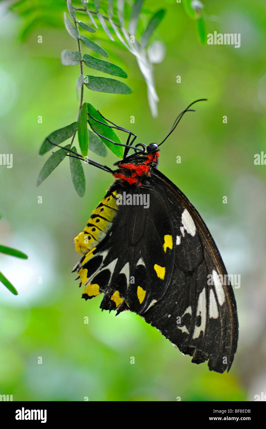 Cairns Birdwing Schmetterling (Ornithoptera Priamus) Stockfoto