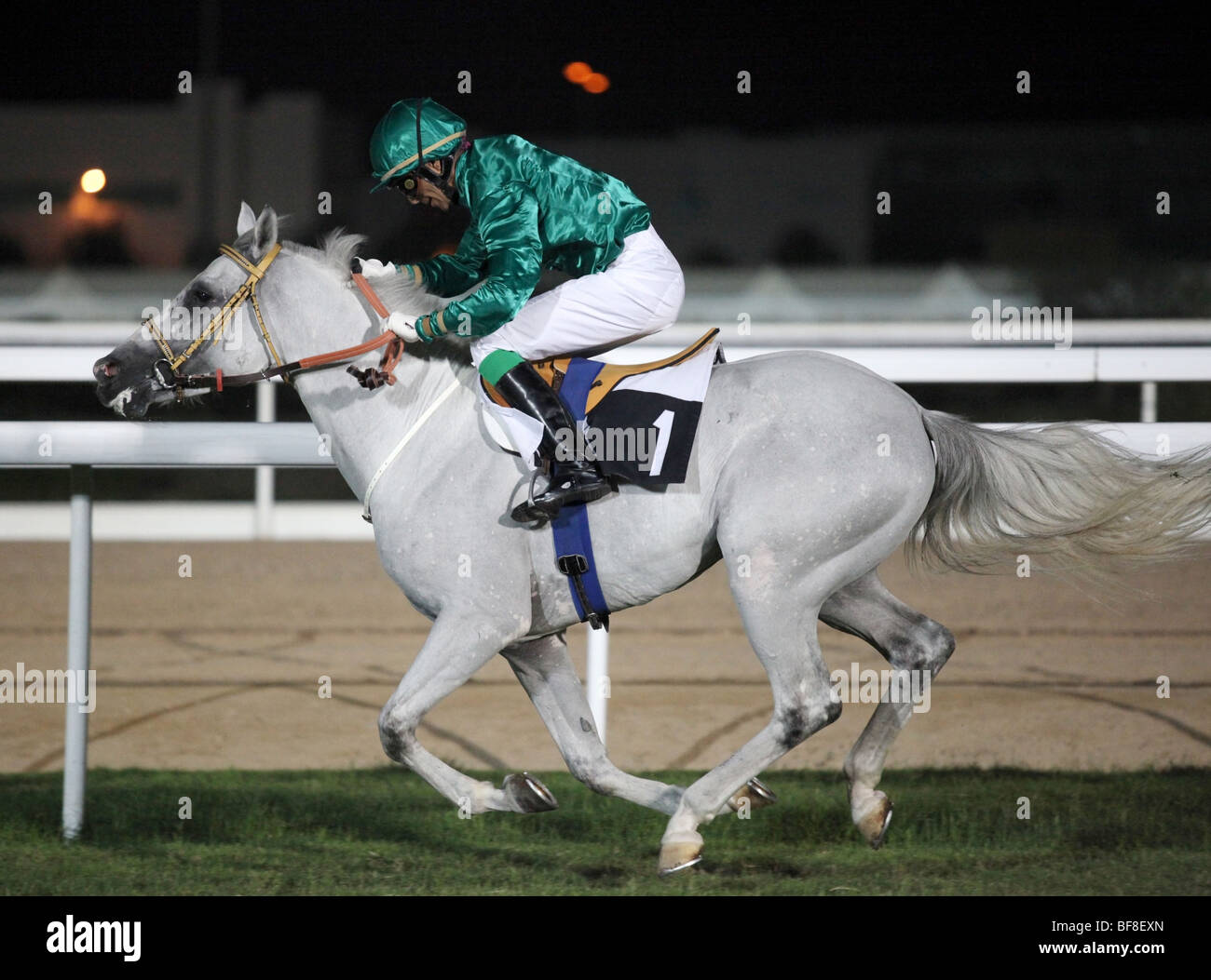 Ein Reiter drängt auf der Zielgeraden während der Rennveranstaltung auf dem neuen Rayyan Golfplatz in Doha, Katar, November 2009 Stockfoto