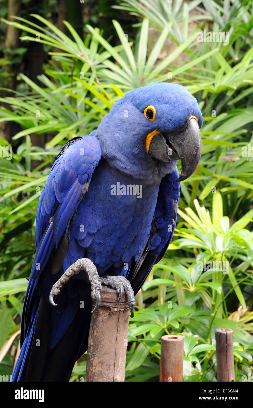 Blauen Hyazinth-Ara Papagei auf Bambus Stockfoto