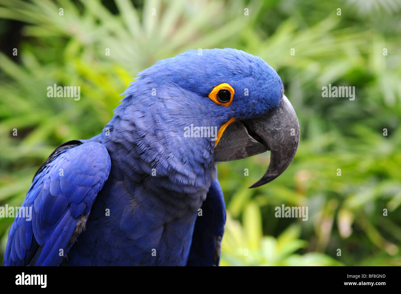 Blauen Hyazinth-Ara Papagei in seiner natürlichen Umgebung Stockfoto