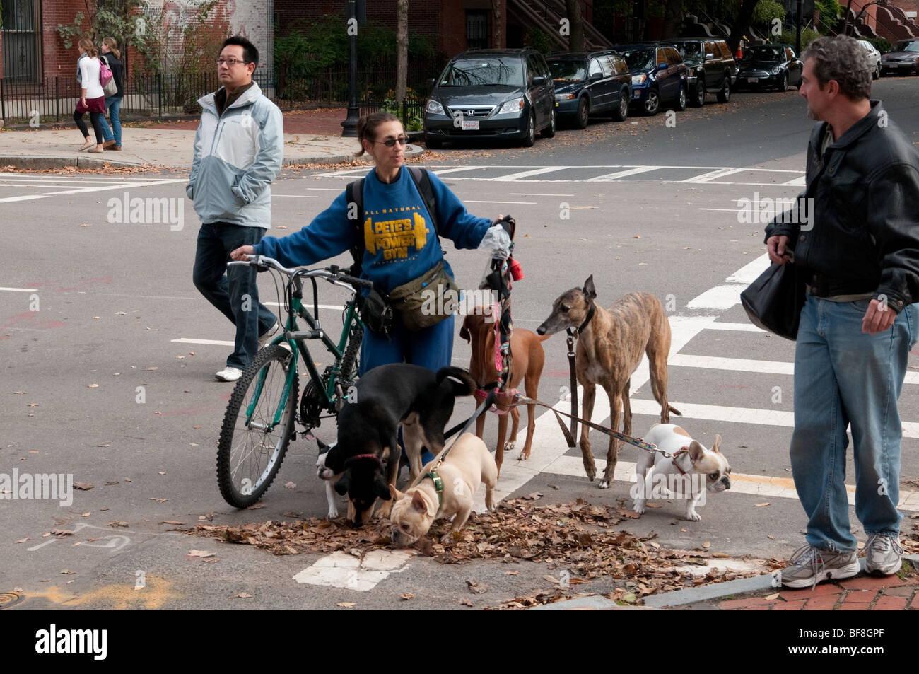 "Die Welpen sind gonna mich ziehen, sobald wir die Straße überqueren." Stockfoto