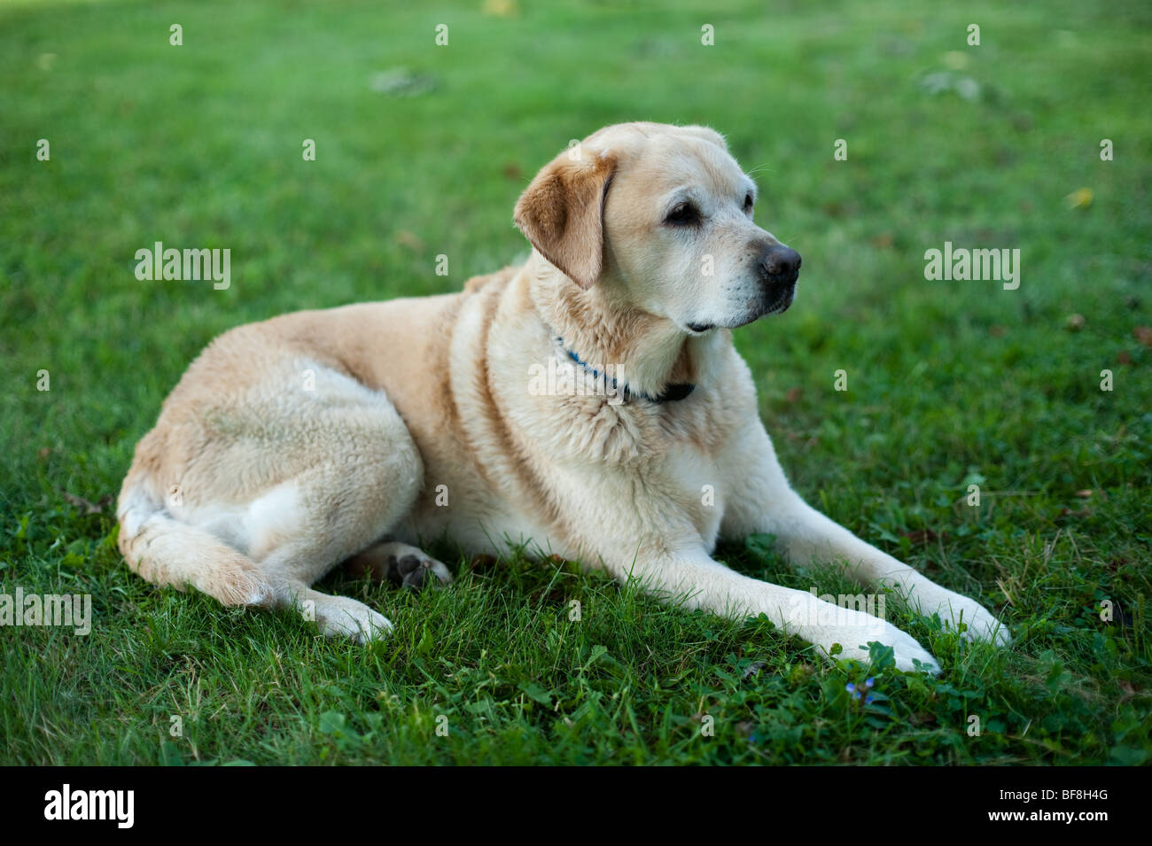 Gelber Labrador Hund, Maine Stockfoto
