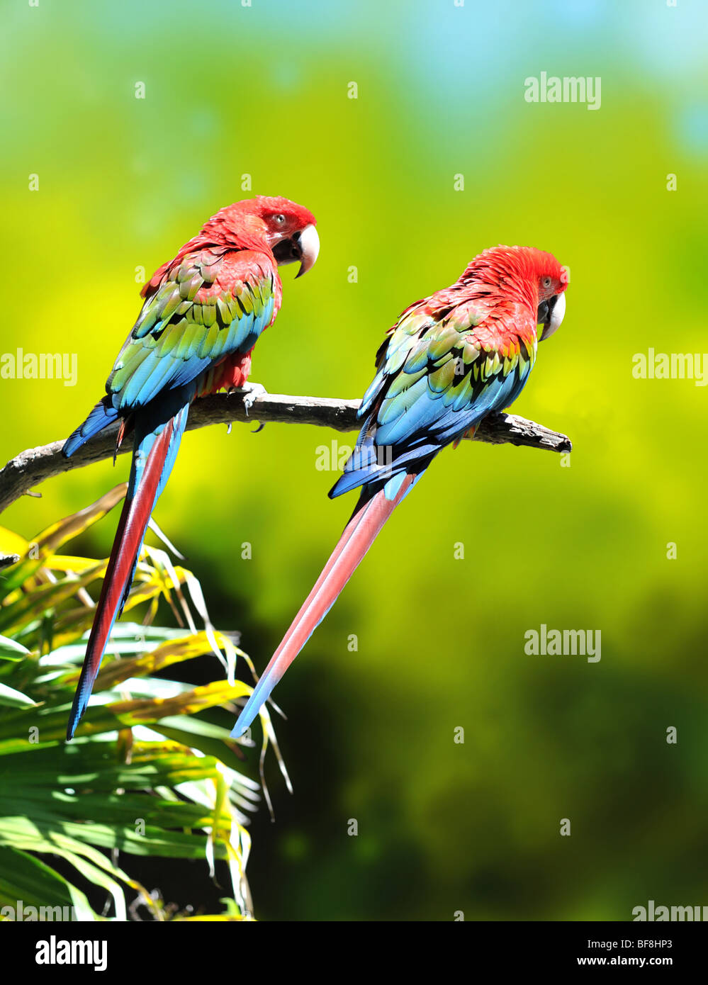 Zwei bunte Ara Papageien hocken auf einem Ast Stockfoto