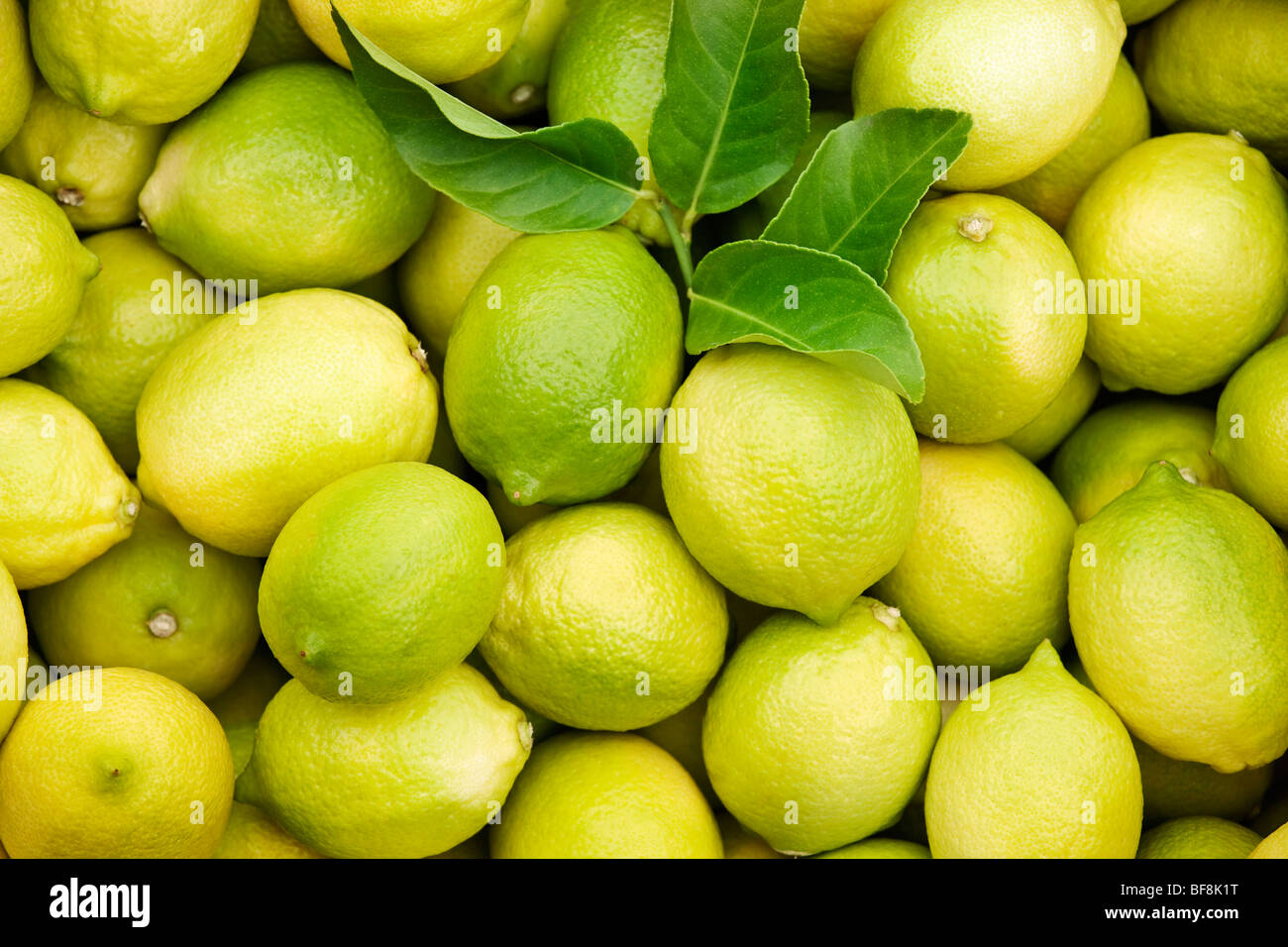Gruppe von frischen Zitronen Stockfoto