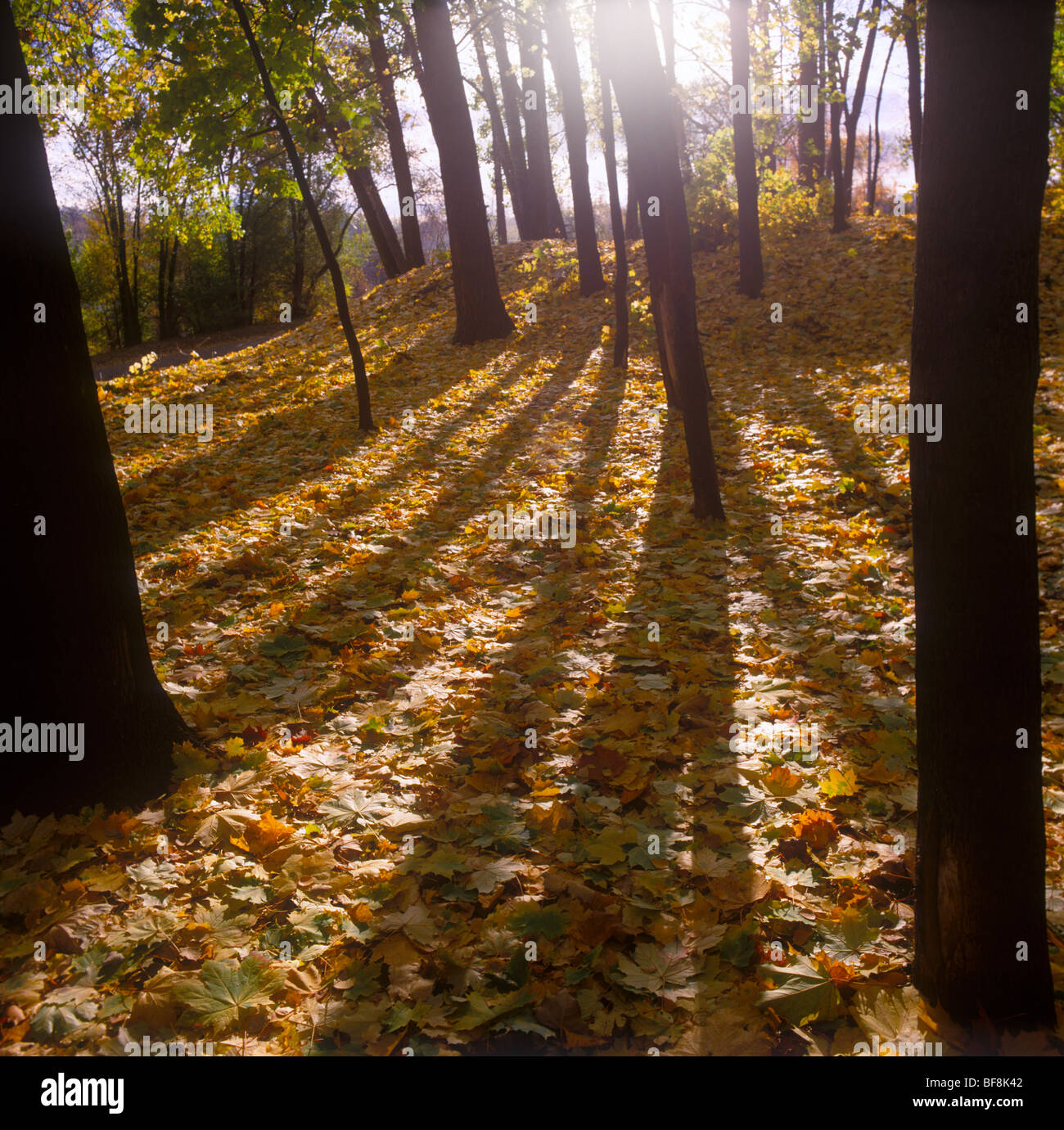 Die Farben des Herbstes. Stockfoto
