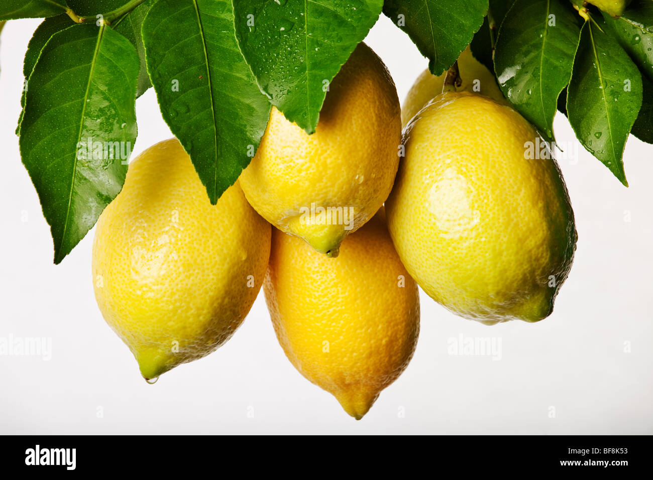 Reihe von frischen Zitronen auf weißem Hintergrund Stockfoto