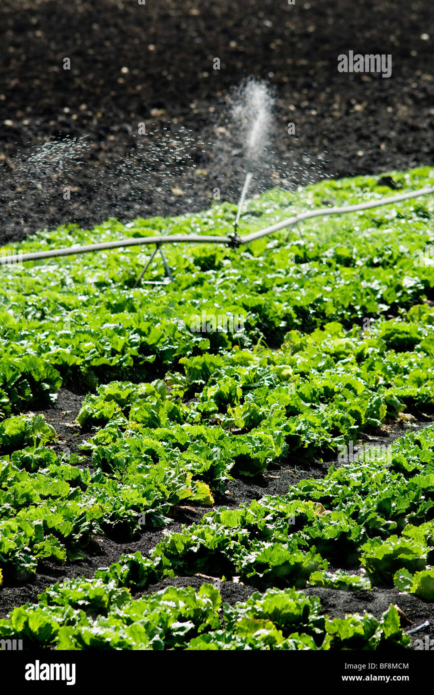 Salat Pflanzen bewässern Stockfoto