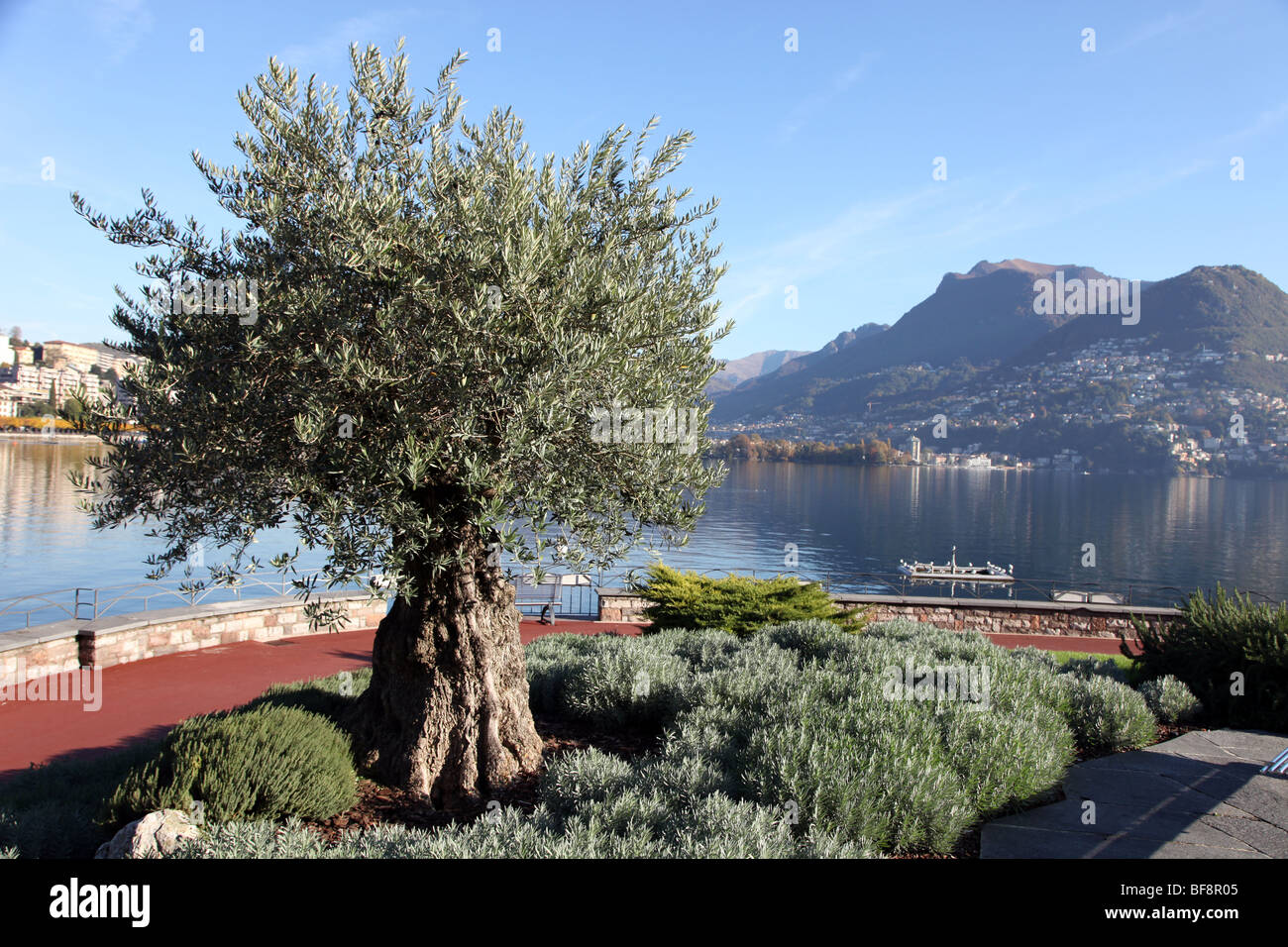alten Olivenbaum, Lago di Lugano, Tessin, Schweiz Stockfotografie - Alamy