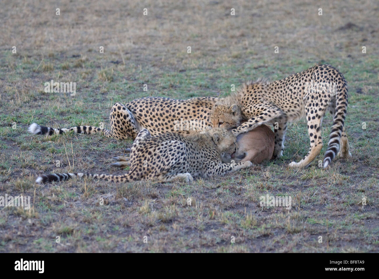 Weibliche Gepard, Acinonyx Jubatus, und ihre zwei jungen zu füttern. Masai Mara National Reserve, Kenia. Stockfoto