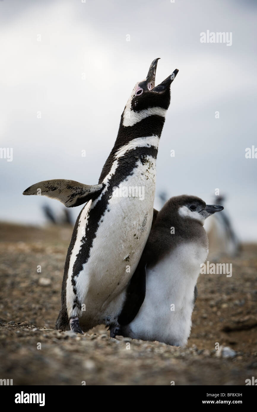 Magellan Penguings kommen jedes Jahr zur Isla Magadalena (zwischen Patagonien und Feuerland), nisten Chile. Stockfoto