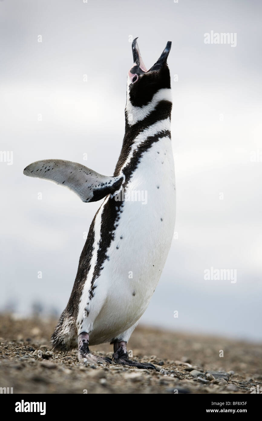 Magellan Penguings kommen jedes Jahr zur Isla Magadalena (zwischen Patagonien und Feuerland), nisten Chile. Stockfoto