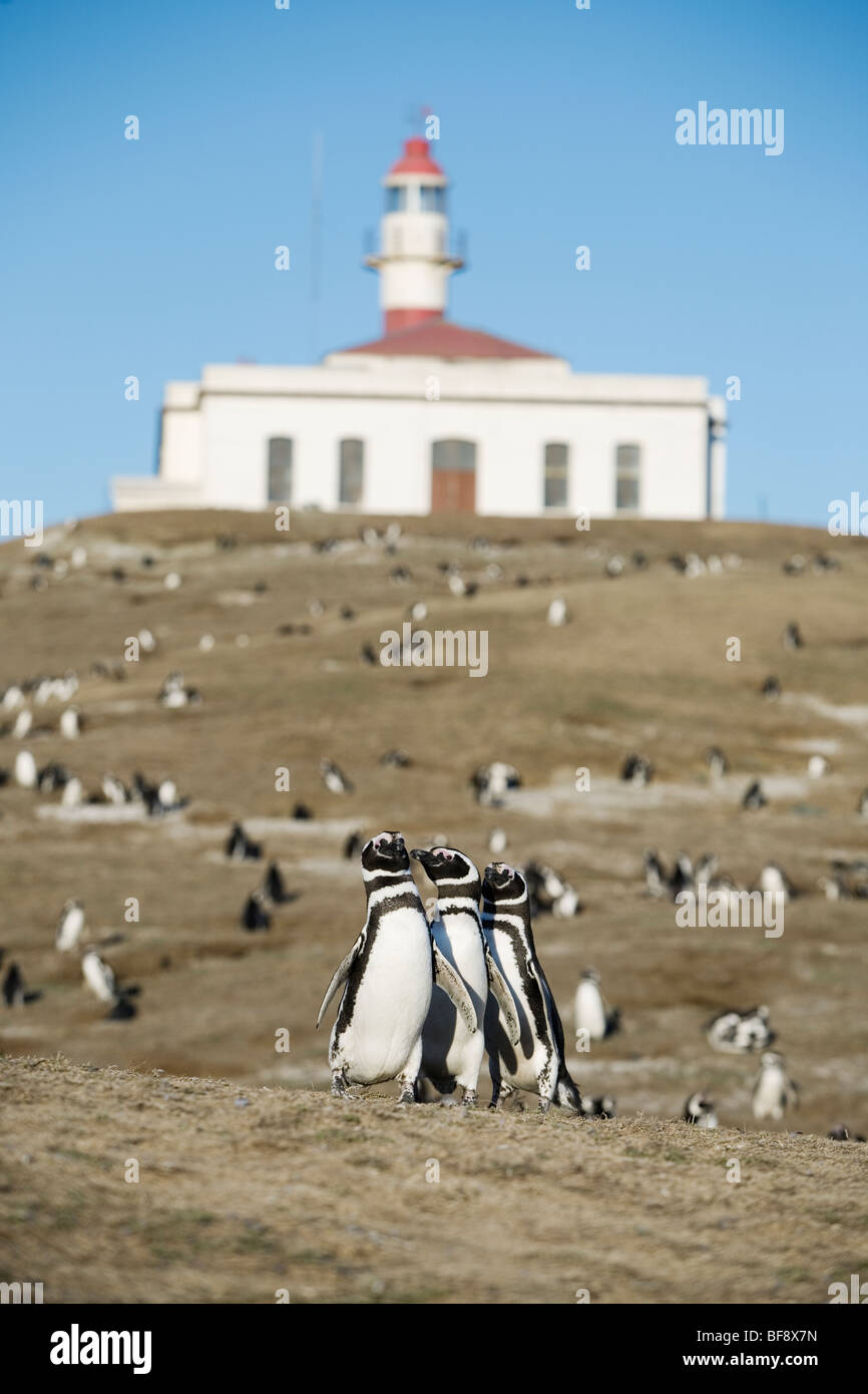 Tausende von Magellan Penguings kommen jedes Jahr zur Isla Magadalena (zwischen Patagonien und Feuerland), nisten Chile. Stockfoto