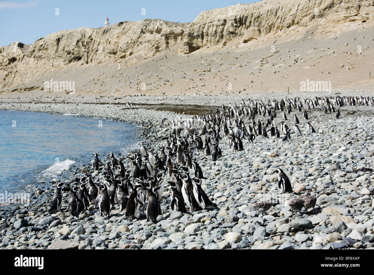 Tausende von Magellan Penguings kommen jedes Jahr zur Isla Magadalena (zwischen Patagonien und Feuerland), nisten Chile. Stockfoto
