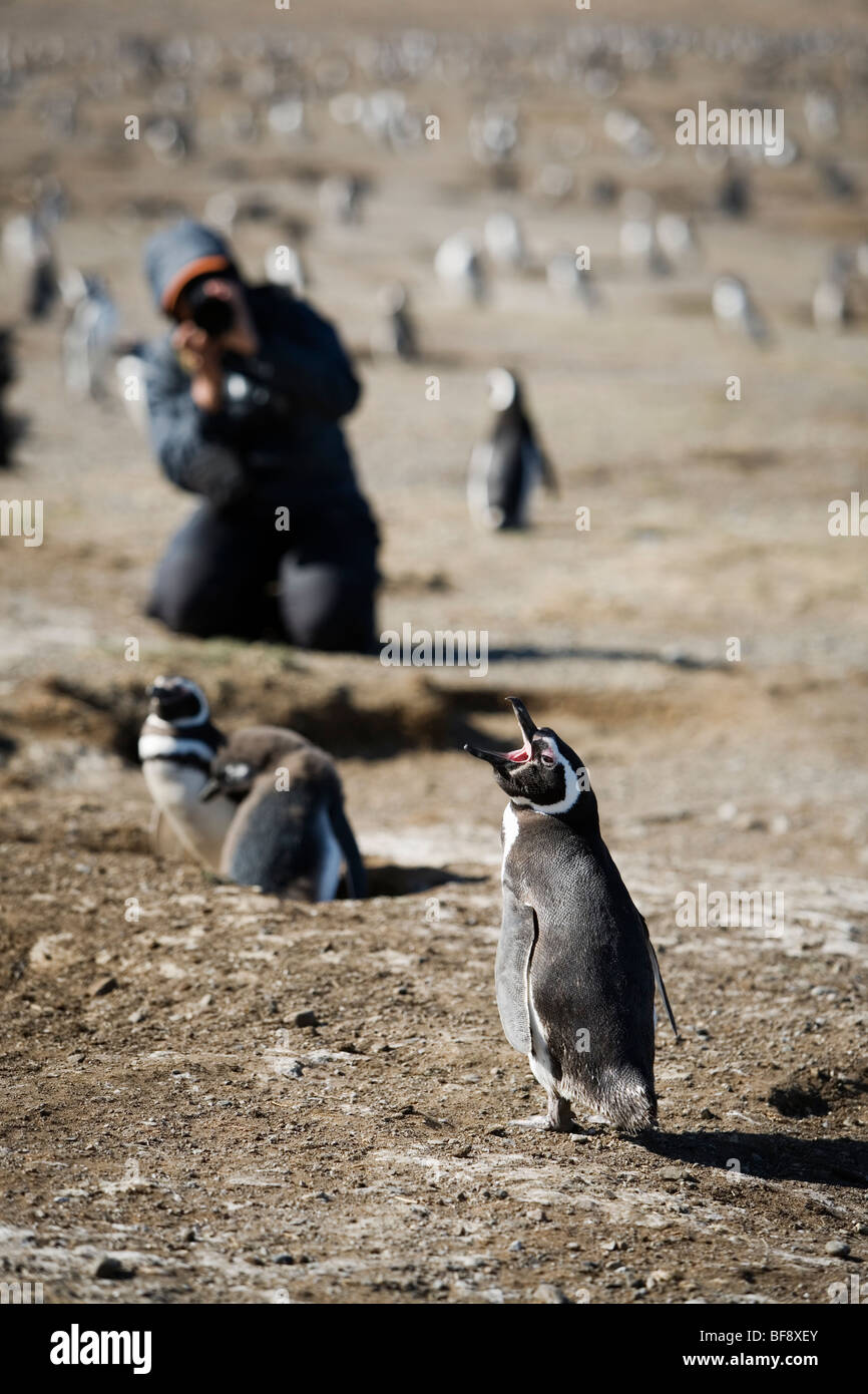 Tausende von Magellan Penguings kommen jedes Jahr zur Isla Magadalena (zwischen Patagonien und Feuerland), nisten Chile. Stockfoto