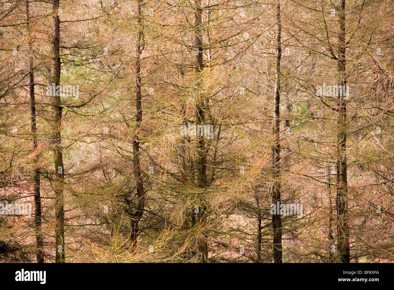 Lärchen am wilden Moor im Goyt Tal in der Nähe von Buxton in Derbyshire Stockfoto