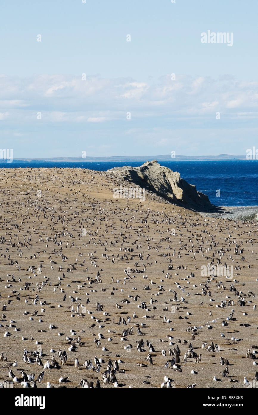 Tausende von Magellan Penguings kommen jedes Jahr zur Isla Magadalena (zwischen Patagonien und Feuerland), nisten Chile. Stockfoto