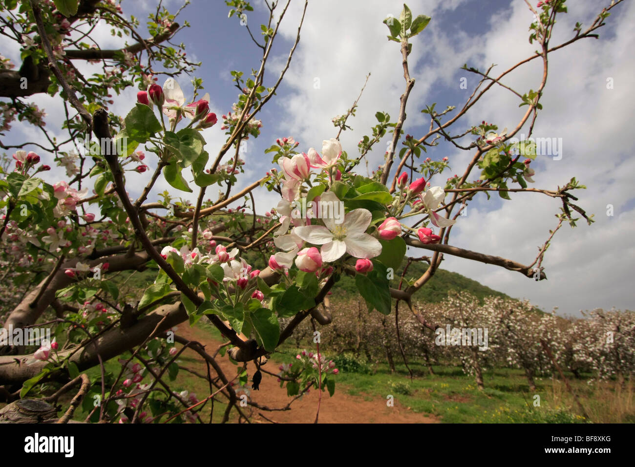 Golan-Höhen, Apfelgarten von Mount Bental Stockfoto