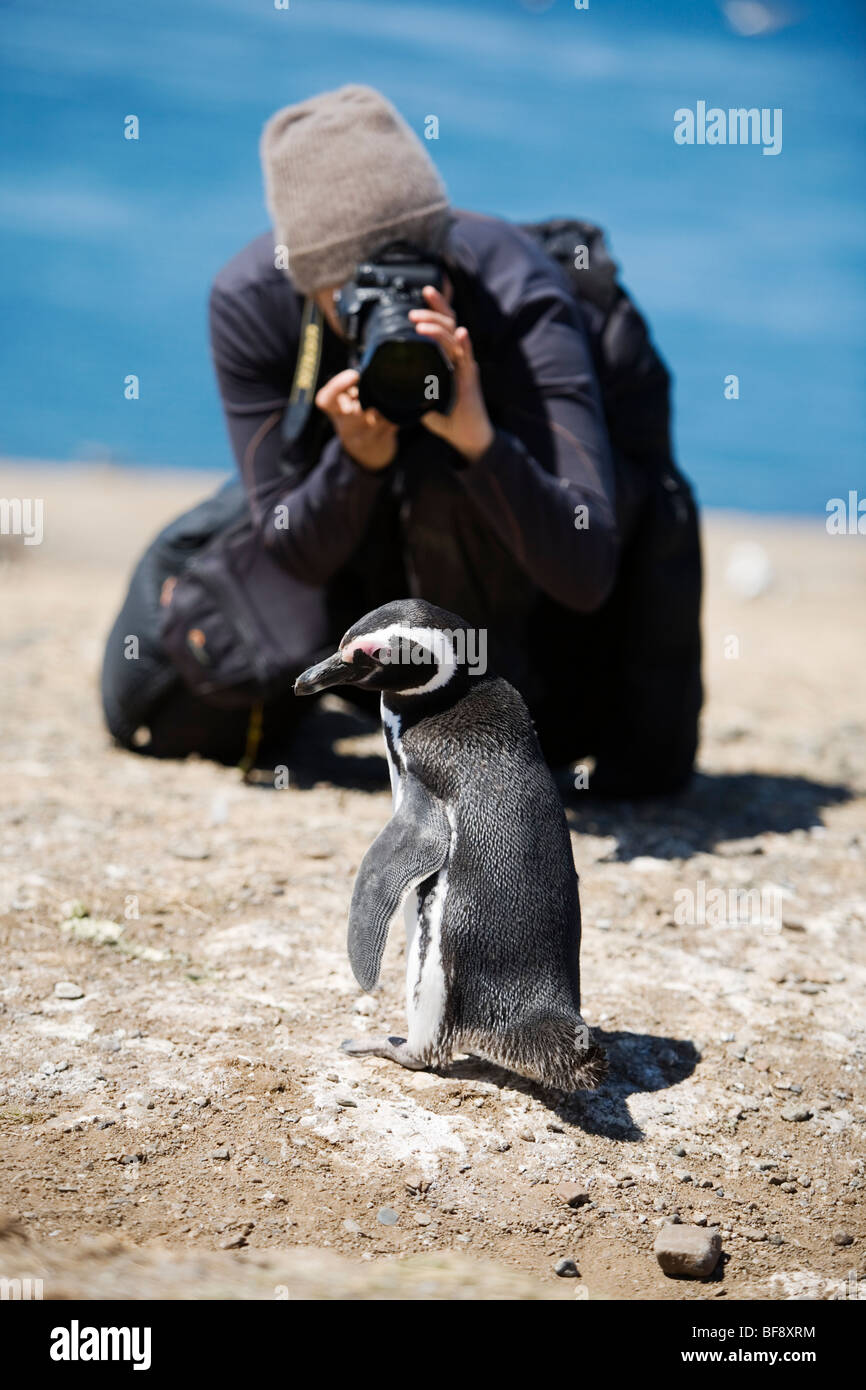 Magellan Penguings kommen jedes Jahr zur Isla Magadalena (zwischen Patagonien und Feuerland), nisten Chile. Stockfoto