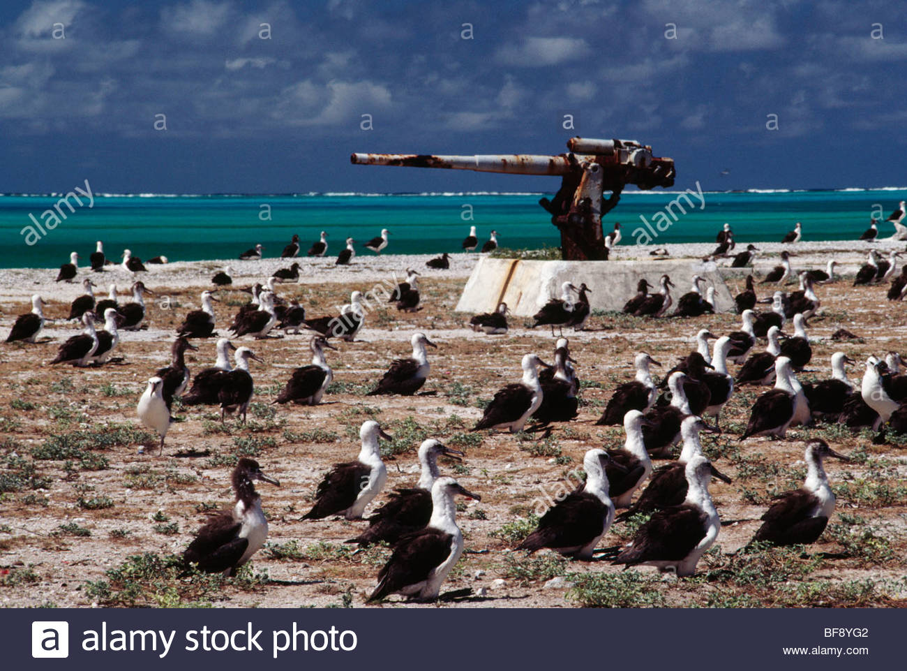 Midway Atoll Island Stockfotos & Midway Atoll Island ...
