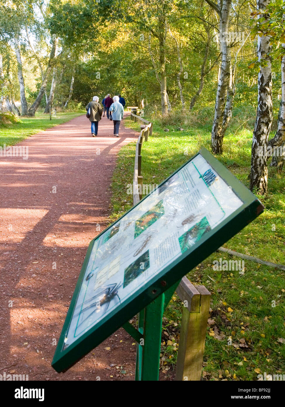 Ein Weg durch Sherwood Forest, Nottinghamshire, England UK Stockfoto