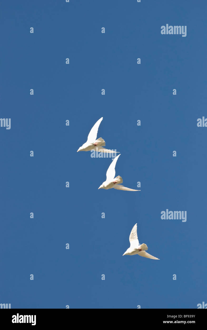 Drei weiße Tauben fliegen hoch und schnell im Muster. Stockfoto