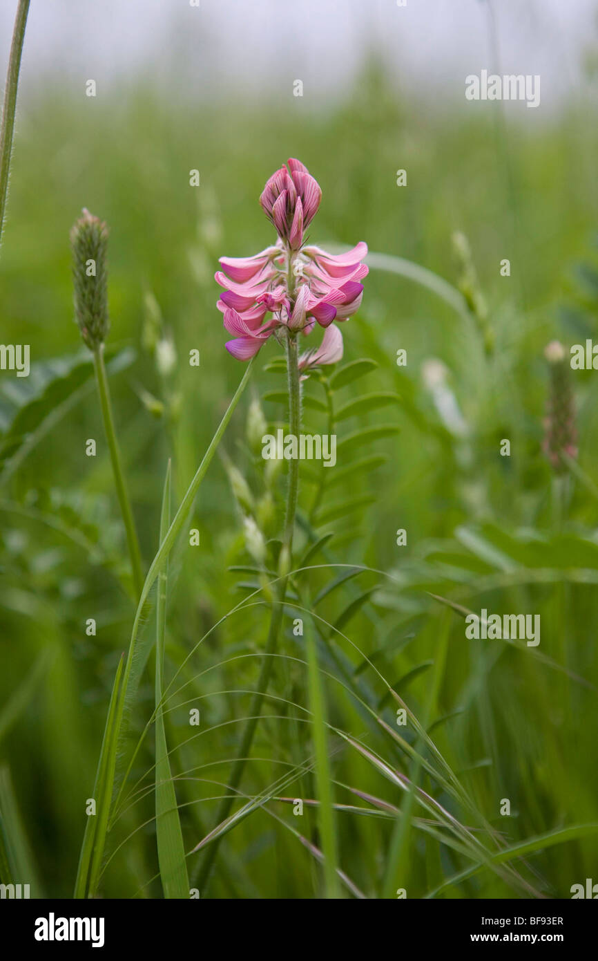 Hampshire gemeinsame Esparsette sind seltene Rasse Landtyp - einzigartige Cholderton Nachlaß, seit 1730 als ein Futter-Getreide angebaut. Stockfoto