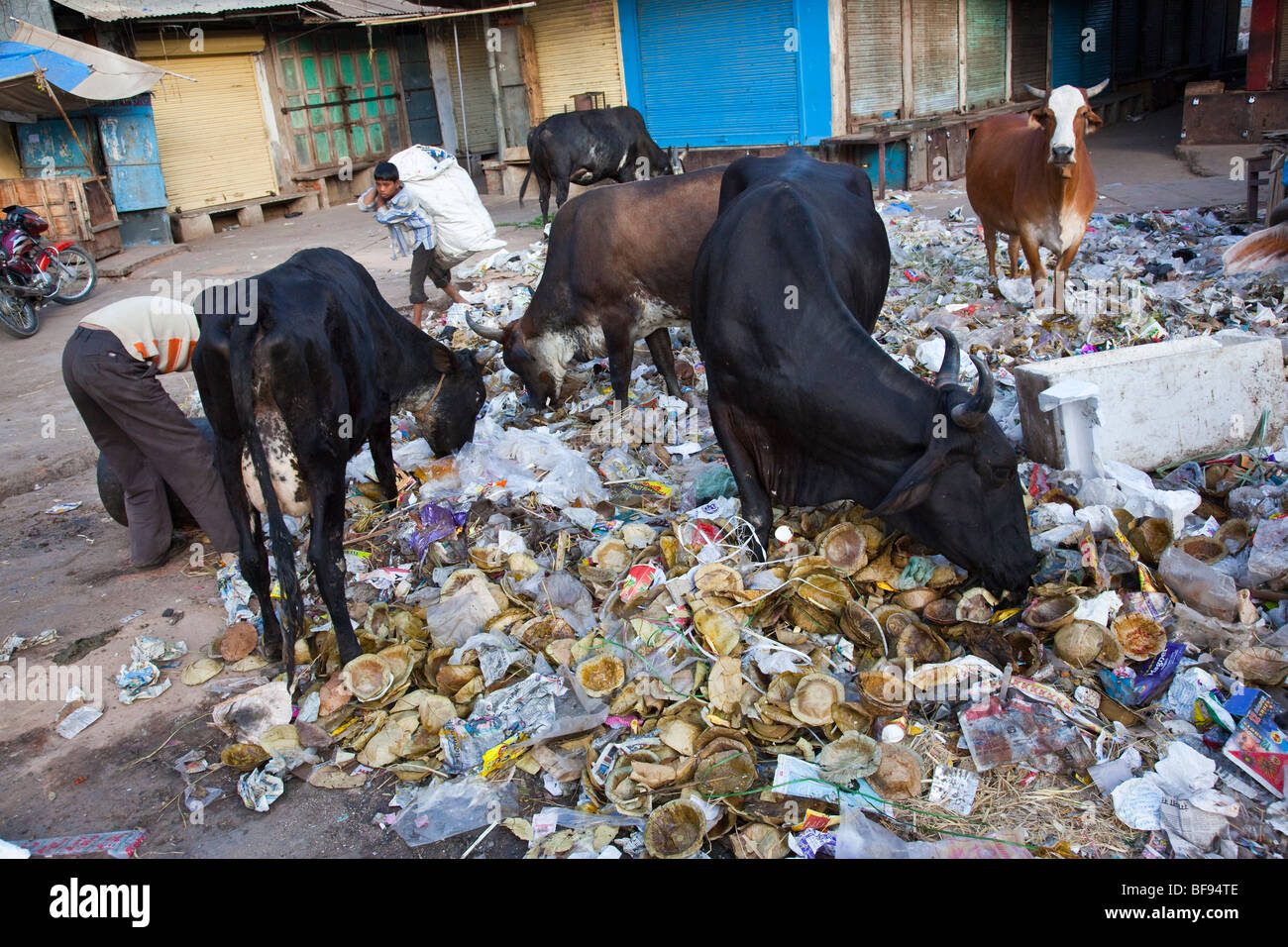 Kühe essen Müll auf der Straße in Ajmer in Rajasthan Indien Stockfoto
