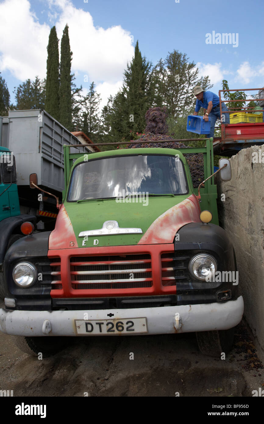 Traube Landwirt werfen Traube Sammlung in und alten Bedford LKW für den Transport zur Kellerei in Wein Omodos machen Stockfoto