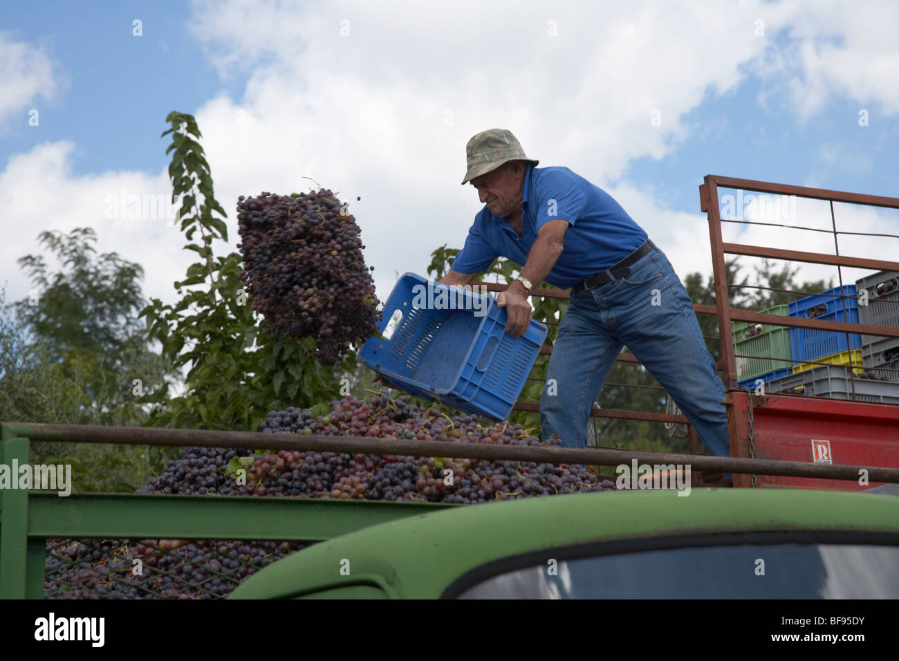 Traube Landwirt werfen Traube Sammlung in und alten Bedford LKW für den Transport zur Kellerei in Wein Omodos Dorf zu machen Stockfoto