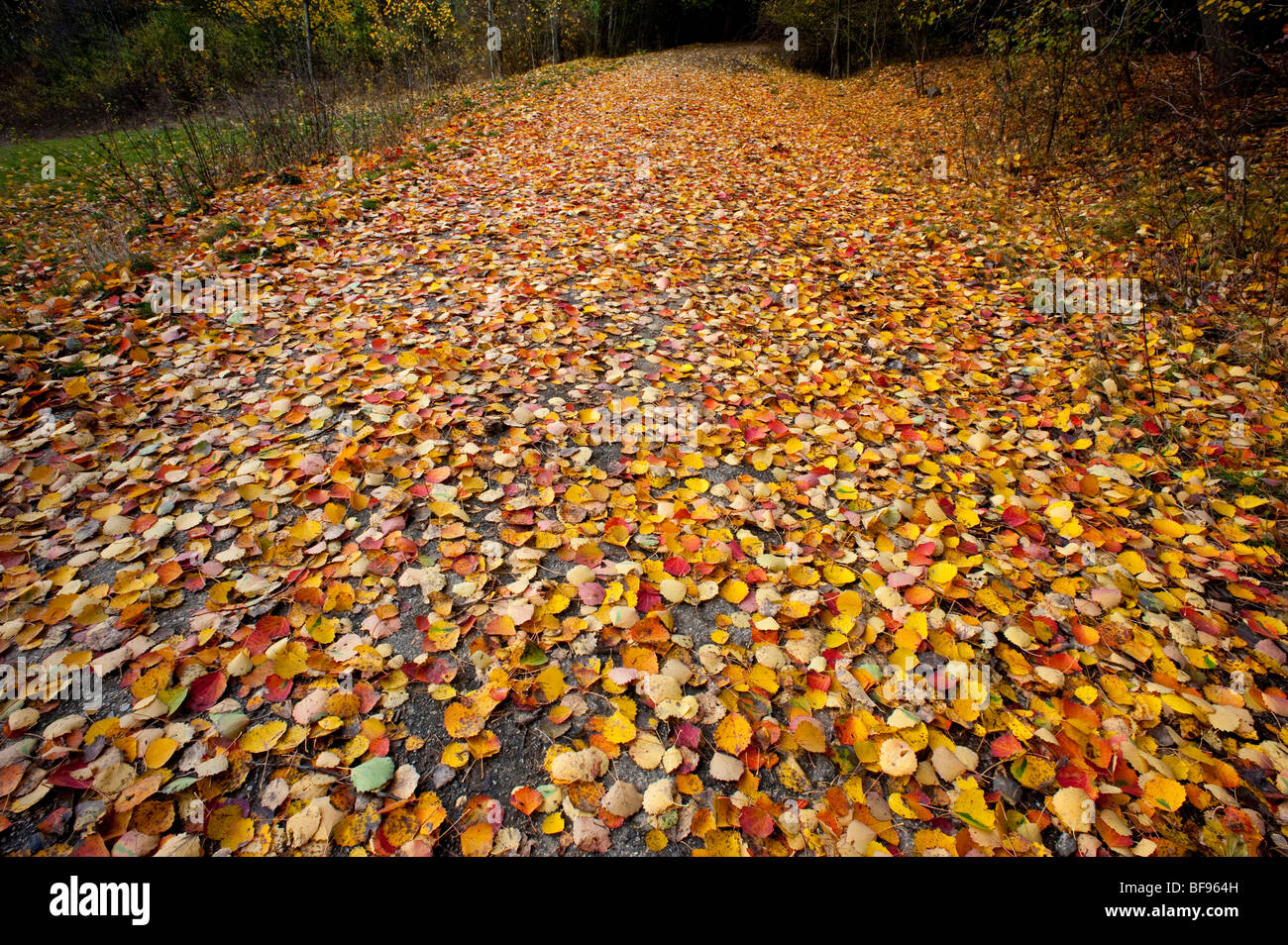 Folio unterwegs im Herbst Land in rot und gelb Stockfoto