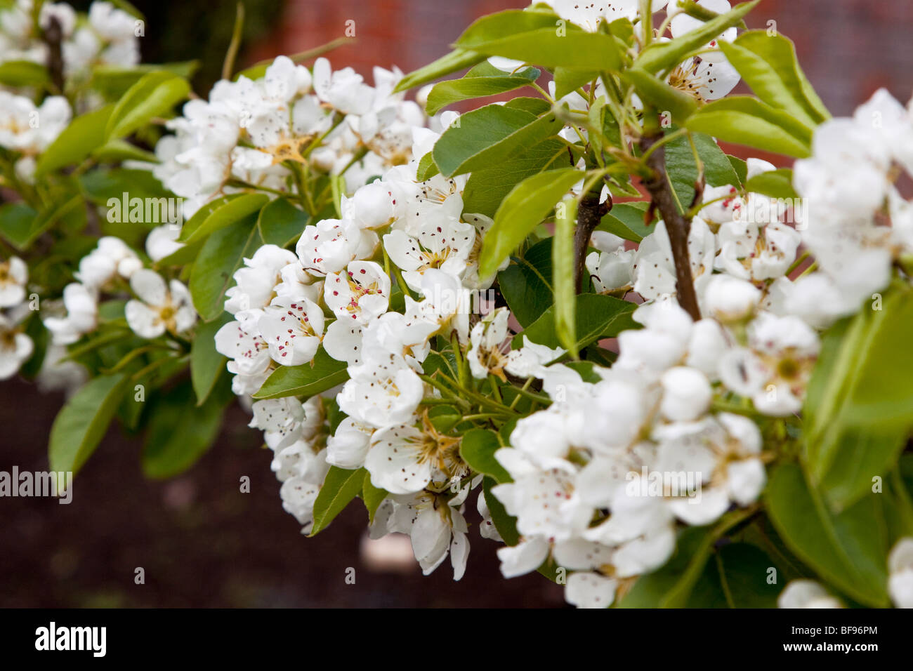 Spalier Baum Apfelblüte, England UK Stockfoto