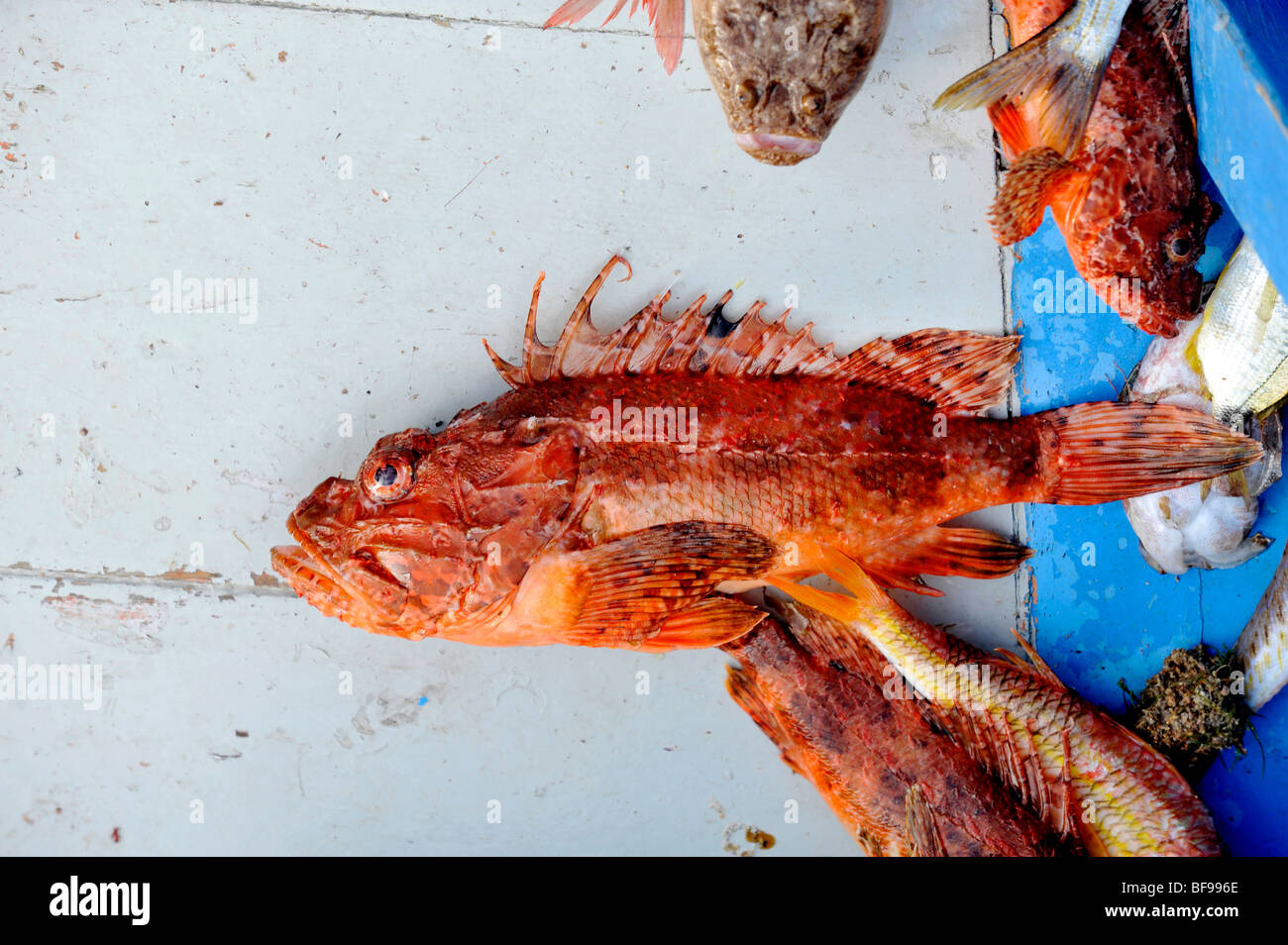 eine helle rote Mittelmeerfischen Marktreife am Kai in Teulada, South West Sardinien, Italien Stockfoto