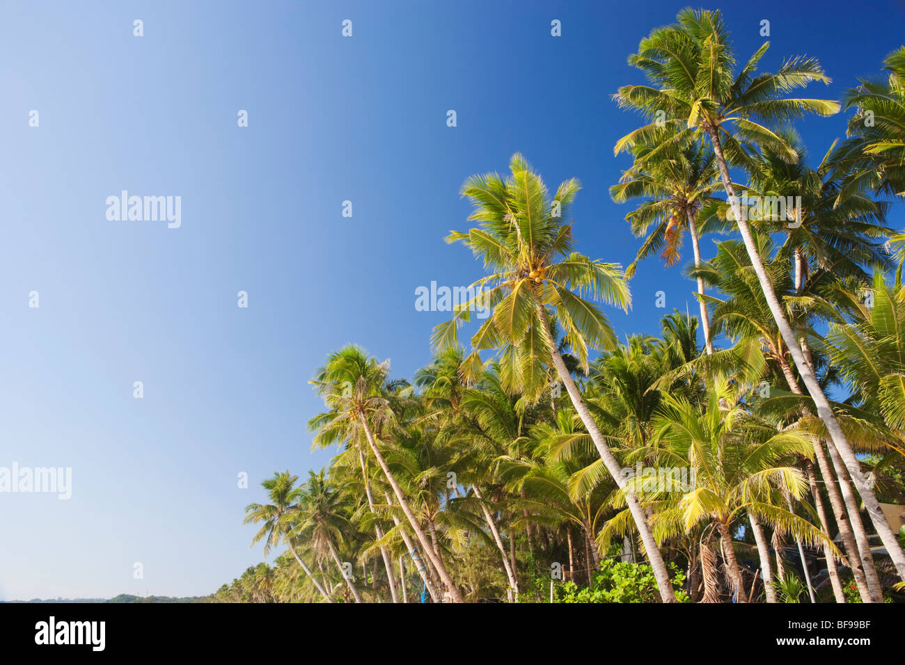 Palmen und blauer Himmel Boracay; Die Visayas; Philippinen. Stockfoto