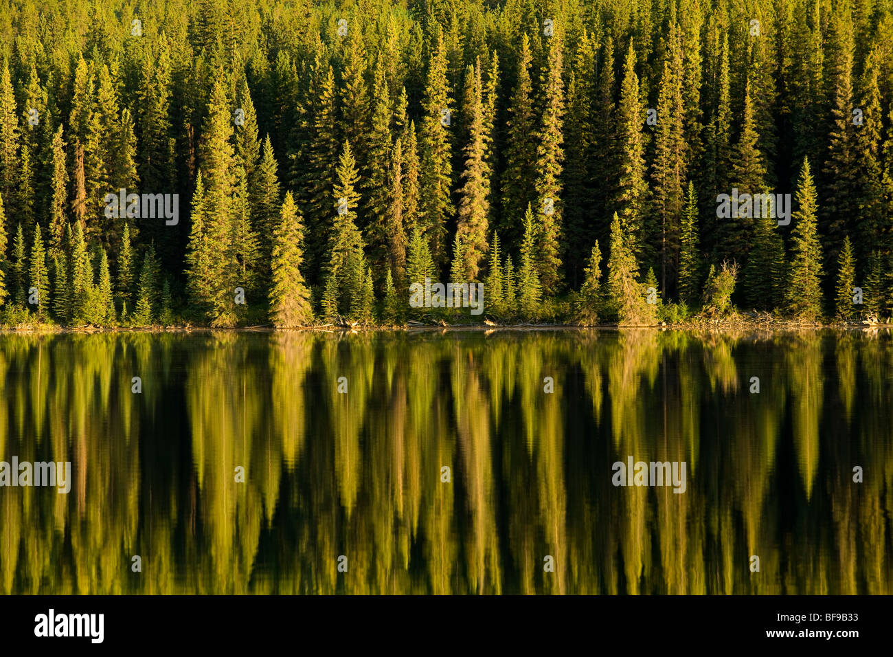 Lodge Pole Kiefer und Fichte Bäume spiegeln sich in Pyramid Lake, Jasper Nationalpark, Alberta, Kanada Stockfoto