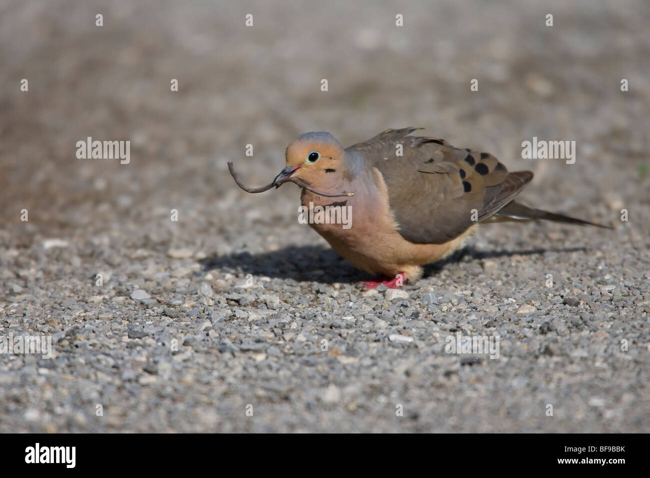 Mourning Dove (Zenaida Macroura Carolinensis), mit einem Stock als Verschachtelung Material verwendet werden. Stockfoto