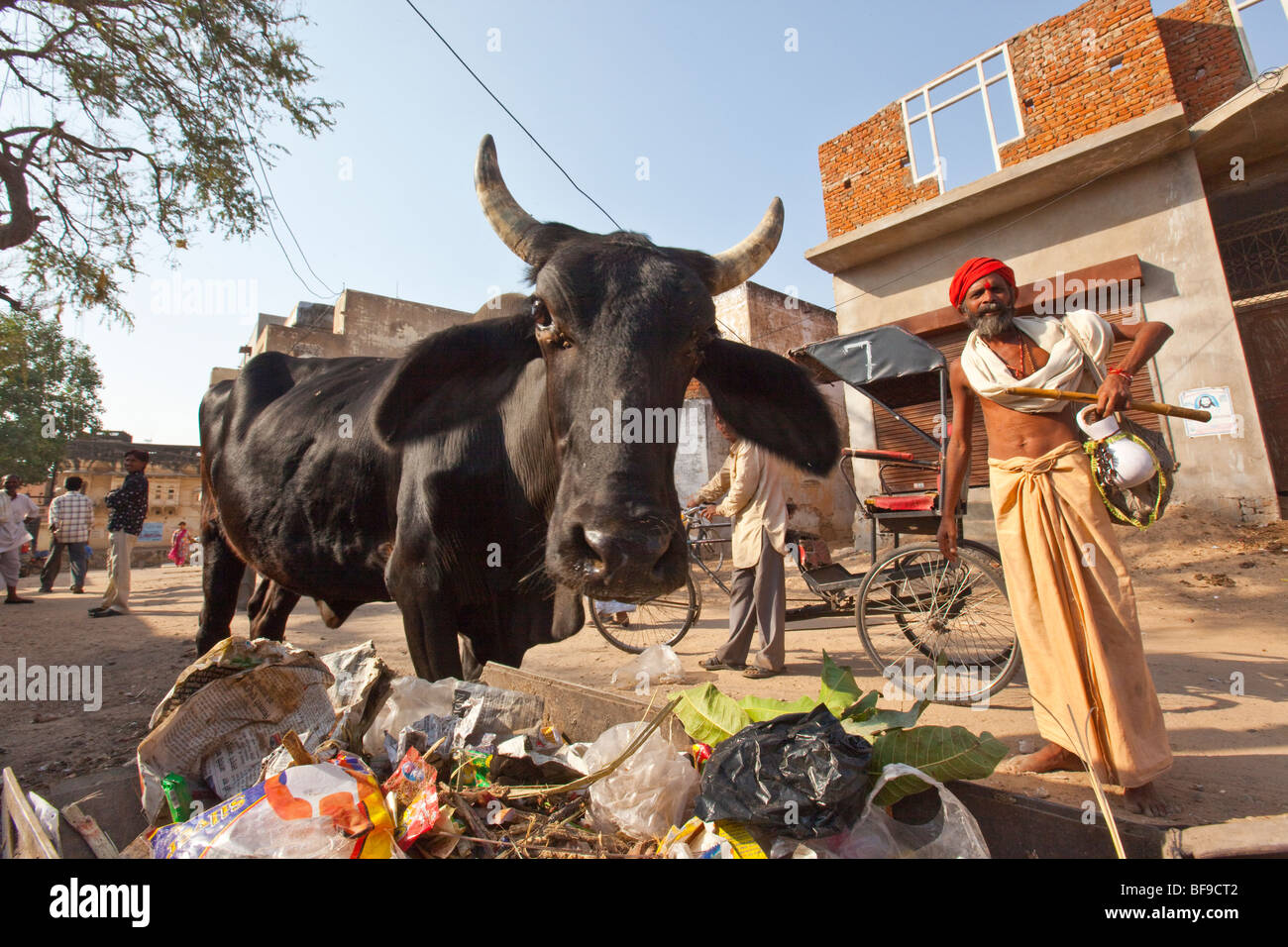Kuh Essen Müll auf der Straße in Pushkar in Rajasthan Indien Stockfoto