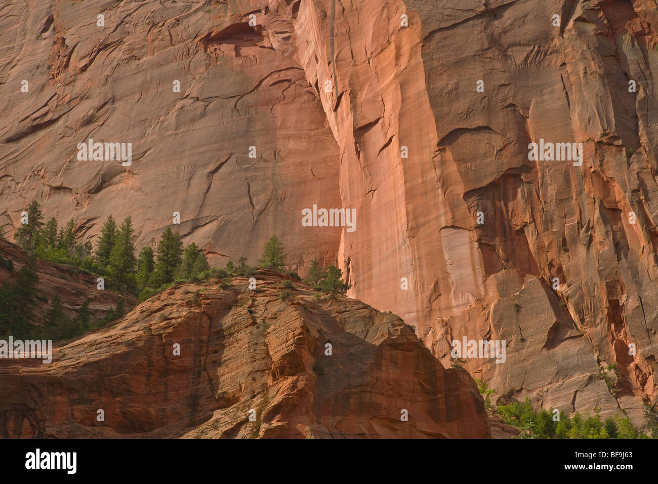 Wände aus Navajo-Sandstein ragen mittleren Gabel von Taylor Creek Trail, im Bereich der Kolob Canyons der Zion Nationalpark, Utah Stockfoto