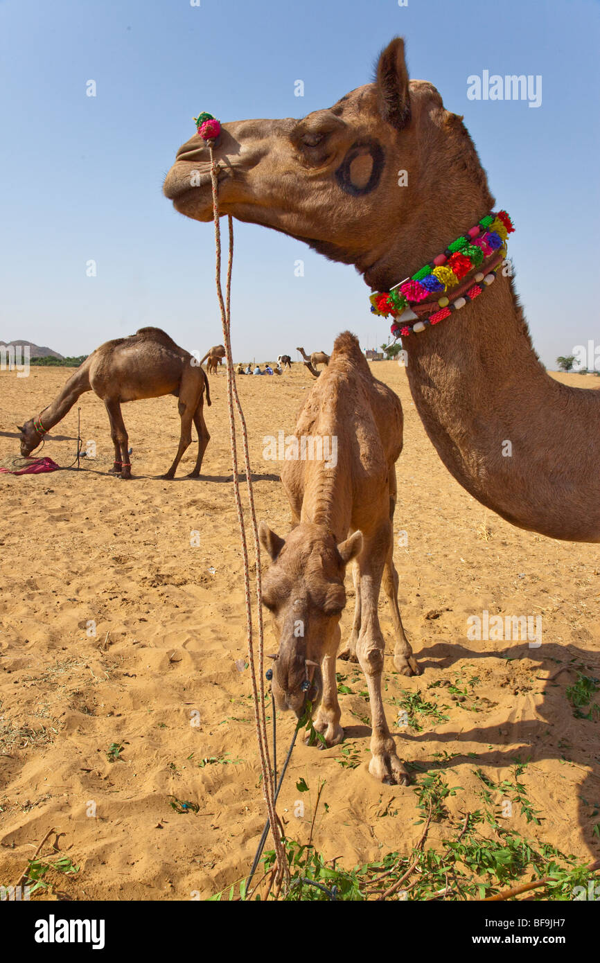 Kamele auf dem Kamel Messe in Pushkar in Rajasthan Indien Stockfoto