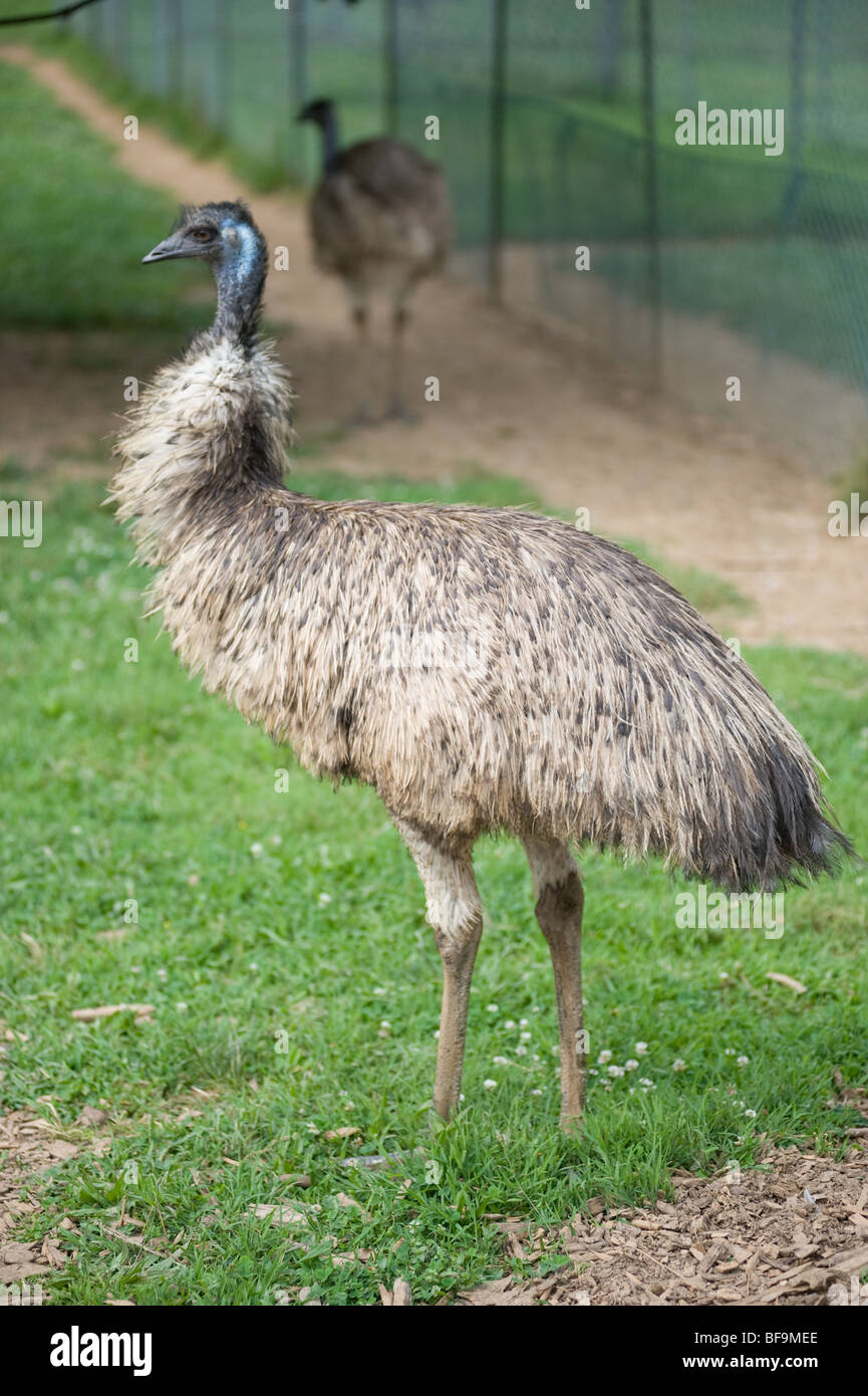 Emu Stockfoto