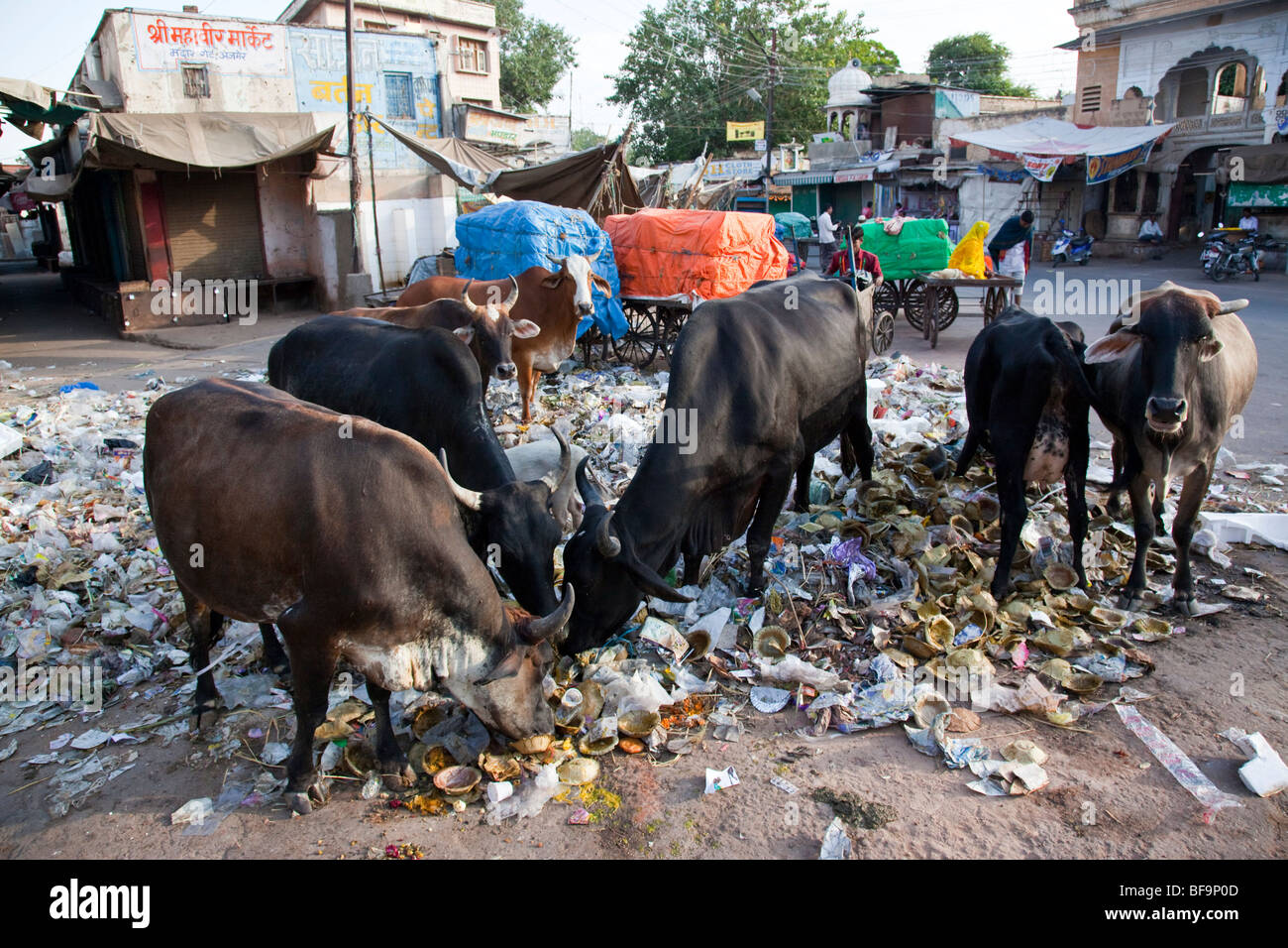 Kühe essen Müll auf der Straße in Ajmer in Rajasthan Indien Stockfoto
