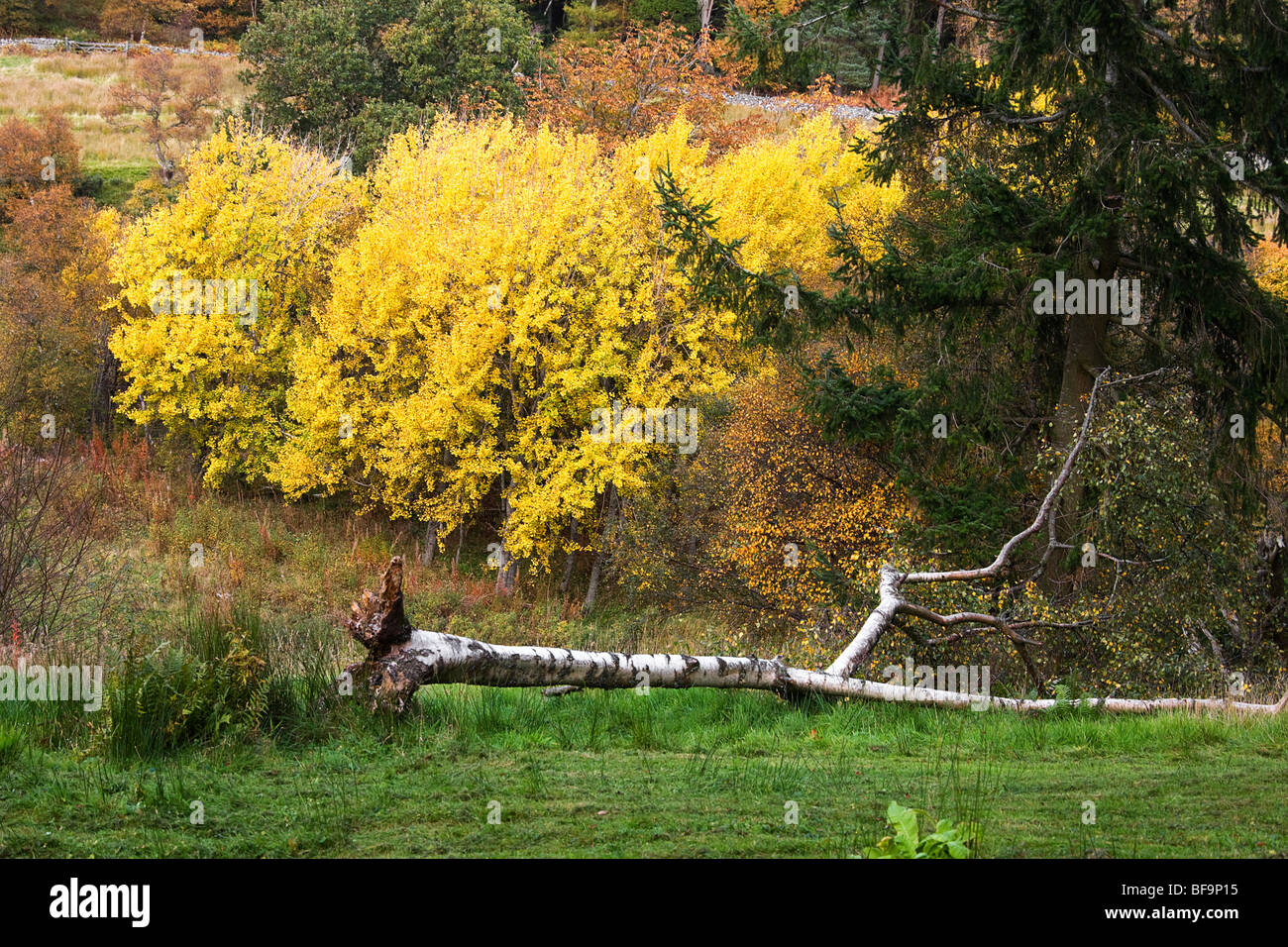 Gefallenen Birke neben Bäumen mit herbstlichen Farben. (Farben) Stockfoto