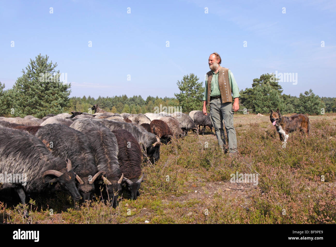 ein Hirte mit seinen Schafen und seinem Hund in Lüneburg Heide