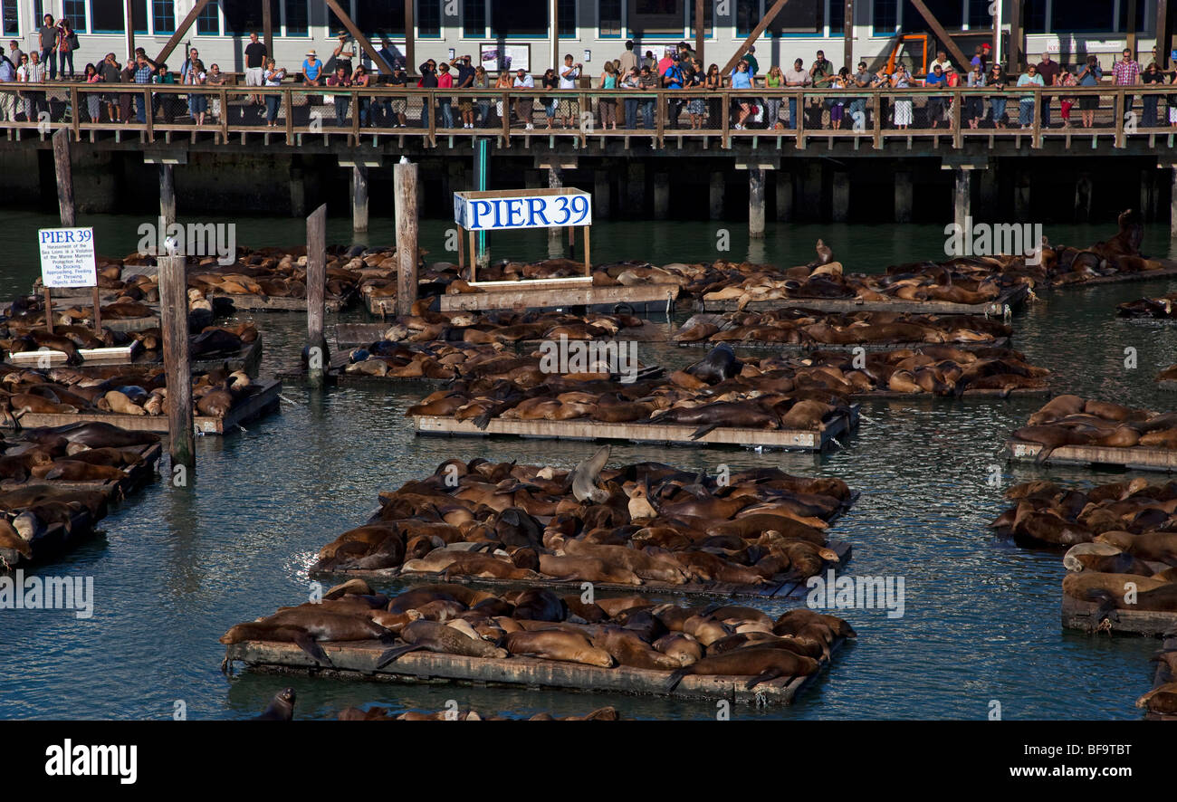 San Francisco das Pier 39 Seehunde Stockfoto
