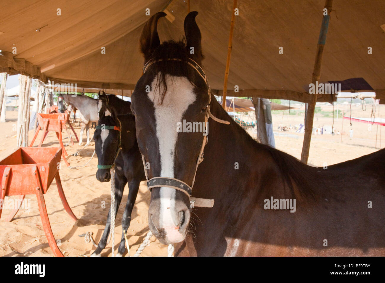 Pferdemarkt in Pushkar Mela in Pushkar in Rajasthan Indien Stockfoto