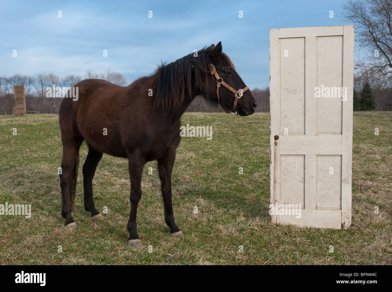 Pferd neben Tür im Bereich Fallston Maryland Stockfoto