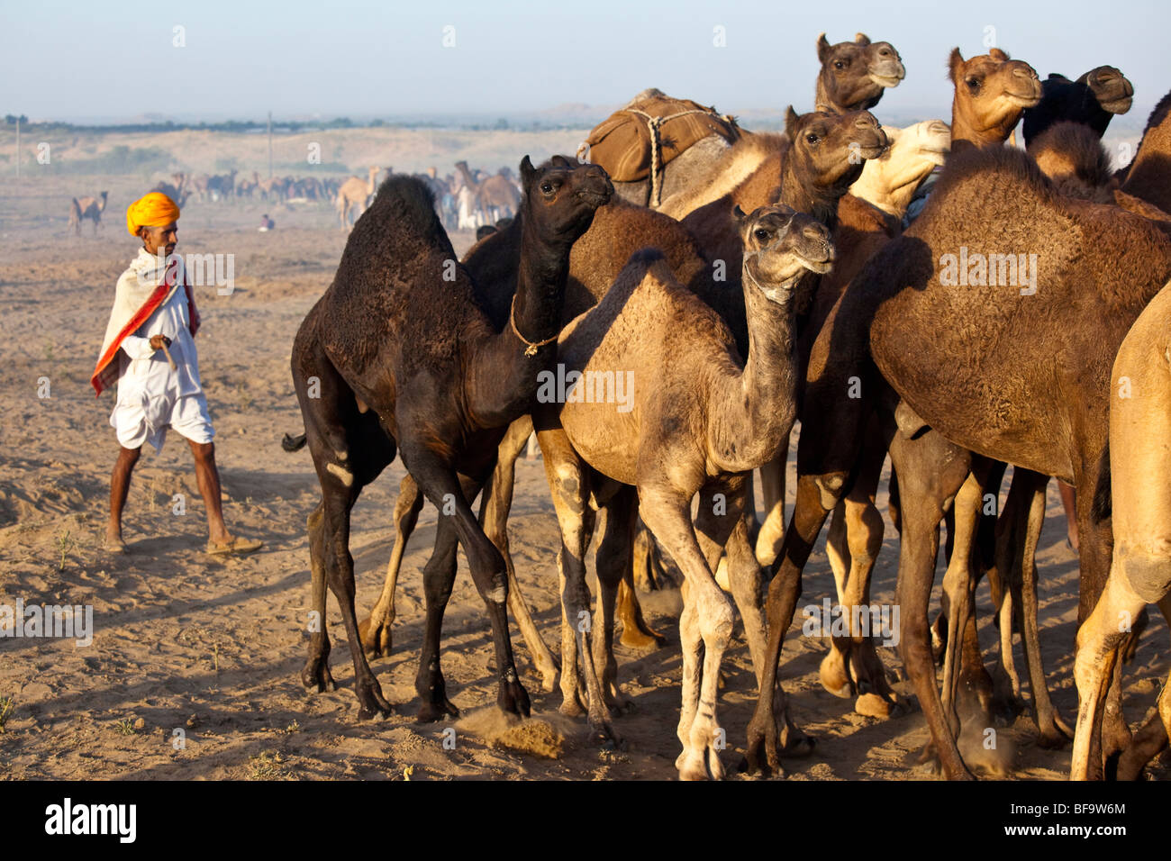 Rajput fahren seine Herde auf der Camel Fair in Pushkar Indien Stockfoto