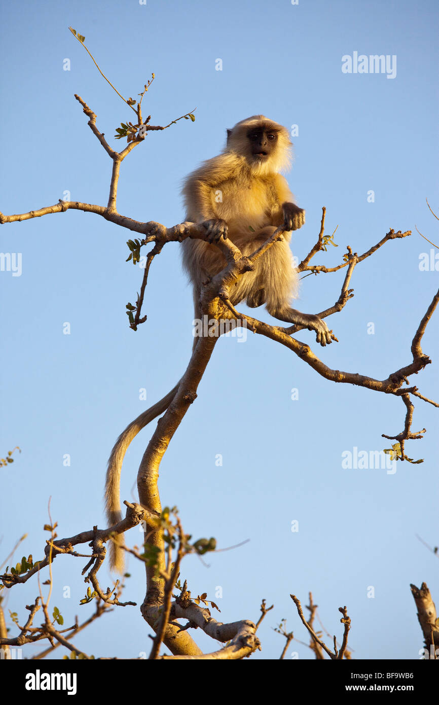 Graue Languren Affen auf dem Weg zum Savitri Tempel in Pushkar in Rajasthan Indien Stockfoto