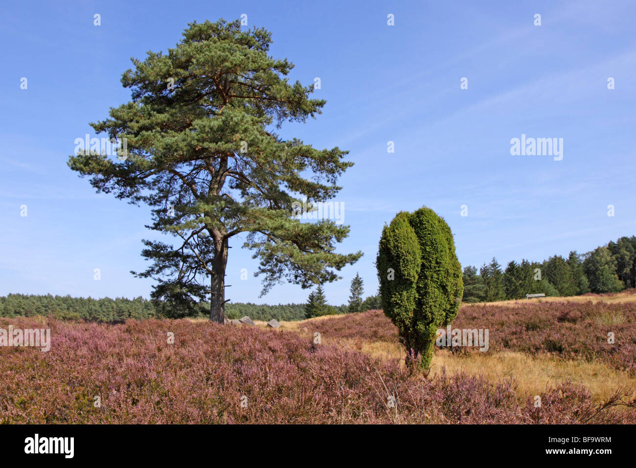 Lüneburg Heath, Niedersachsen, Deutschland Stockfoto